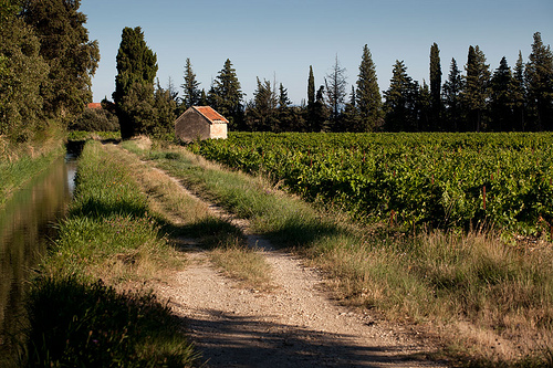 Vigne au pays de Sarrians par den:s