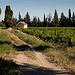 Vigne au pays de Sarrians par den:s - Sarrians 84260 Vaucluse Provence France