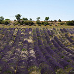 Sault : champs de lavande en violet et blanc by Rémi Avignon - Sault 84390 Vaucluse Provence France