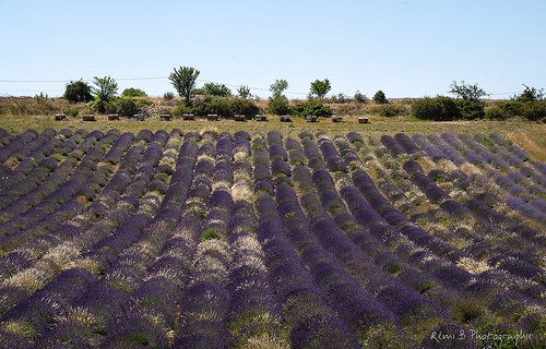 Sault : champs de lavande en violet et blanc par Rémi Avignon