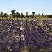 Sault : champs de lavande en violet et blanc by Rémi Avignon - Sault 84390 Vaucluse Provence France