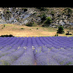 Lavandes en Provence par dubusregis - Sault 84390 Vaucluse Provence France