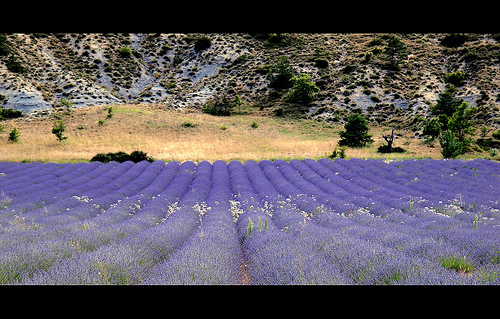 Lavandes en Provence par dubusregis