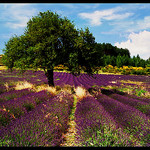 Lavandes près de Sault by Patchok34 - Sault 84390 Vaucluse Provence France