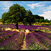 Lavandes près de Sault by Patchok34 - Sault 84390 Vaucluse Provence France