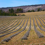 Champs de Lavande en février par fgenoher - Sault 84390 Vaucluse Provence France