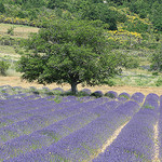 Arbre surveillant le champs de Lavande by gab113 - Sault 84390 Vaucluse Provence France
