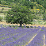 Arbre surveillant le champs de Lavande par gab113 - Sault 84390 Vaucluse Provence France