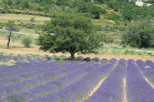 Arbre surveillant le champs de Lavande by gab113