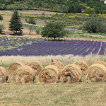 Rouleaux de foin et rangées de lavande by gab113 - Sault 84390 Vaucluse Provence France