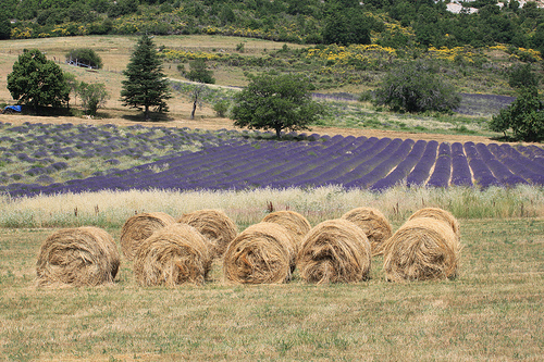 Rouleaux de foin et rangées de lavande by gab113