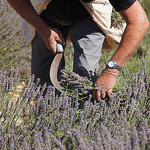 1er championnat de France de coupe de lavande à la faucille by . SantiMB . - Sault 84390 Vaucluse Provence France