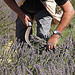 1er championnat de France de coupe de lavande à la faucille par . SantiMB . - Sault 84390 Vaucluse Provence France