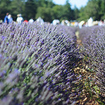 Fête de la Lavande à Sault par . SantiMB . - Sault 84390 Vaucluse Provence France