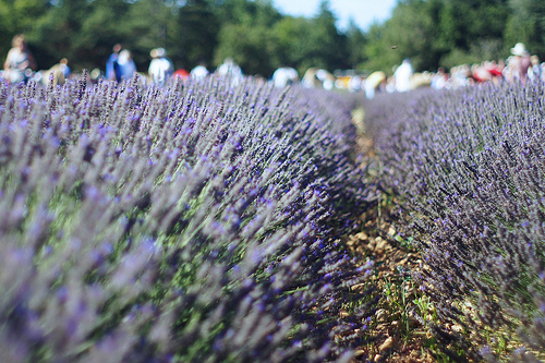 Fête de la Lavande à Sault by . SantiMB .