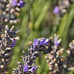 Photo d'abeille qui butine la lavande par . SantiMB . - Sault 84390 Vaucluse Provence France