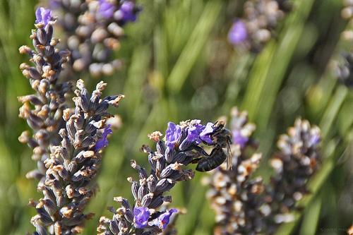 Photo d'abeille qui butine la lavande by . SantiMB .