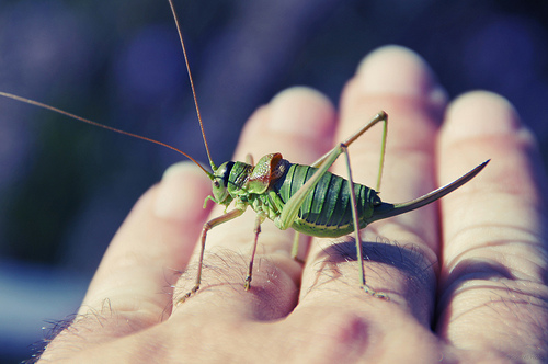 Cosquillas - Chatouille par . SantiMB .