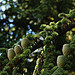 Cèdre - arbre pérenne by . SantiMB . - Sault 84390 Vaucluse Provence France