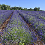 La Lavande bien rangée de Sault par Massimo Battesini - Sault 84390 Vaucluse Provence France