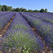 La Lavande bien rangée de Sault by Massimo Battesini - Sault 84390 Vaucluse Provence France