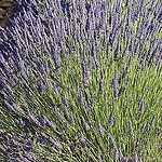 Provence - Explosion de lavande à Sault par Massimo Battesini - Sault 84390 Vaucluse Provence France