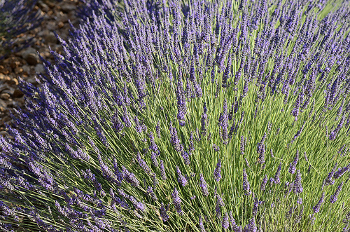 Provence - Explosion de lavande à Sault by Massimo Battesini