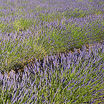 Provence - Champ de lavande à Sault by Massimo Battesini - Sault 84390 Vaucluse Provence France