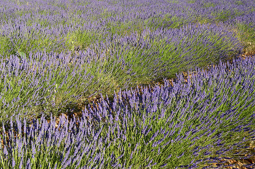 Provence - Champ de lavande à Sault by Massimo Battesini