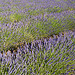 Provence - Champ de lavande à Sault by Massimo Battesini - Sault 84390 Vaucluse Provence France