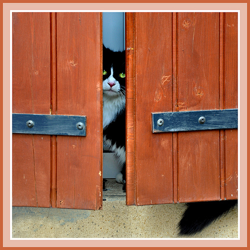 Chat caché mais attentif ! - Séguret par Charlottess