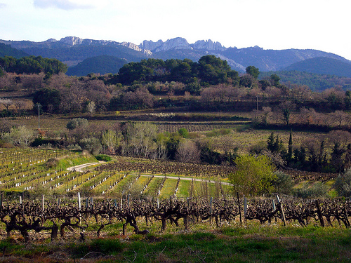 Vigne et les Dentelles de Montmirail by fgenoher