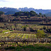 Vigne et les Dentelles de Montmirail par fgenoher - Séguret 84110 Vaucluse Provence France