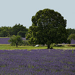 Lavandes : contrastes vert et violet by christian.man12 -   Vaucluse Provence France