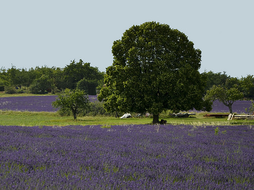 Lavandes : contrastes vert et violet by christian.man12