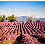 Vu sur le Ventoux - Lavandes en Haute-Provence par F.I.T. World - St. Trinit 84390 Vaucluse Provence France