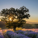 Magnifique lever de soleil près de Sault par Stéphan Wierzejewski - St. Christol 84390 Vaucluse Provence France