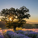 Magnifique lever de soleil près de Sault by Stéphan Wierzejewski - St. Christol 84390 Vaucluse Provence France