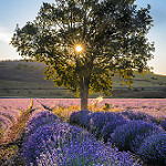 Lever du soleil sur les lavances - Saint-christol-d'albion by Stéphan Wierzejewski - St. Christol 84390 Vaucluse Provence France