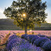 Lever du soleil sur les lavances - Saint-christol-d'albion par Stéphan Wierzejewski - St. Christol 84390 Vaucluse Provence France