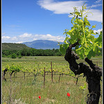 Pied de Vigne sur le Mont Ventoux par redwolf8448 - St. Didier 84210 Vaucluse Provence France