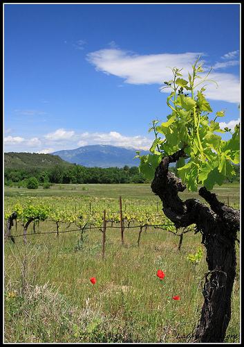 Pied de Vigne sur le Mont Ventoux par redwolf8448