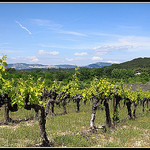 Vignes sur Fond de Dentelles de Montmirail by redwolf8448 - St. Didier 84210 Vaucluse Provence France