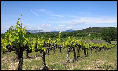 Vignes sur Fond de Dentelles de Montmirail by redwolf8448