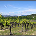 Vignes sur Fond de Dentelles de Montmirail by redwolf8448 - St. Didier 84210 Vaucluse Provence France