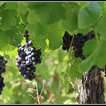 Vigne - Bientôt le temps des Vendanges par redwolf8448 - St. Didier 84210 Vaucluse Provence France
