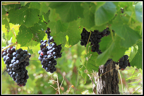 Vigne - Bientôt le temps des Vendanges by redwolf8448