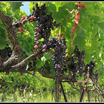 Vigne - Bientôt le temps des Vendanges by redwolf8448 - St. Didier 84210 Vaucluse Provence France