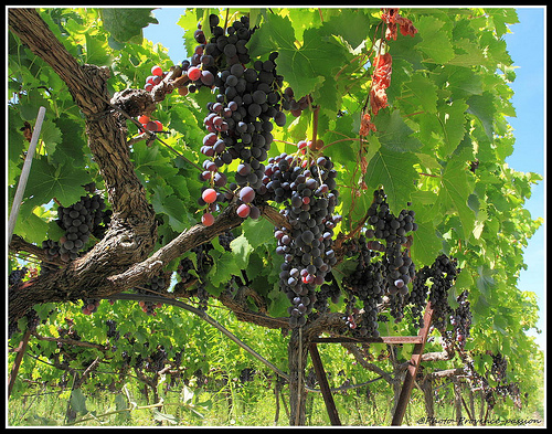 Vigne - Bientôt le temps des Vendanges par redwolf8448