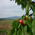 Le diamant rouge de la Provence par gab113 -   Vaucluse Provence France